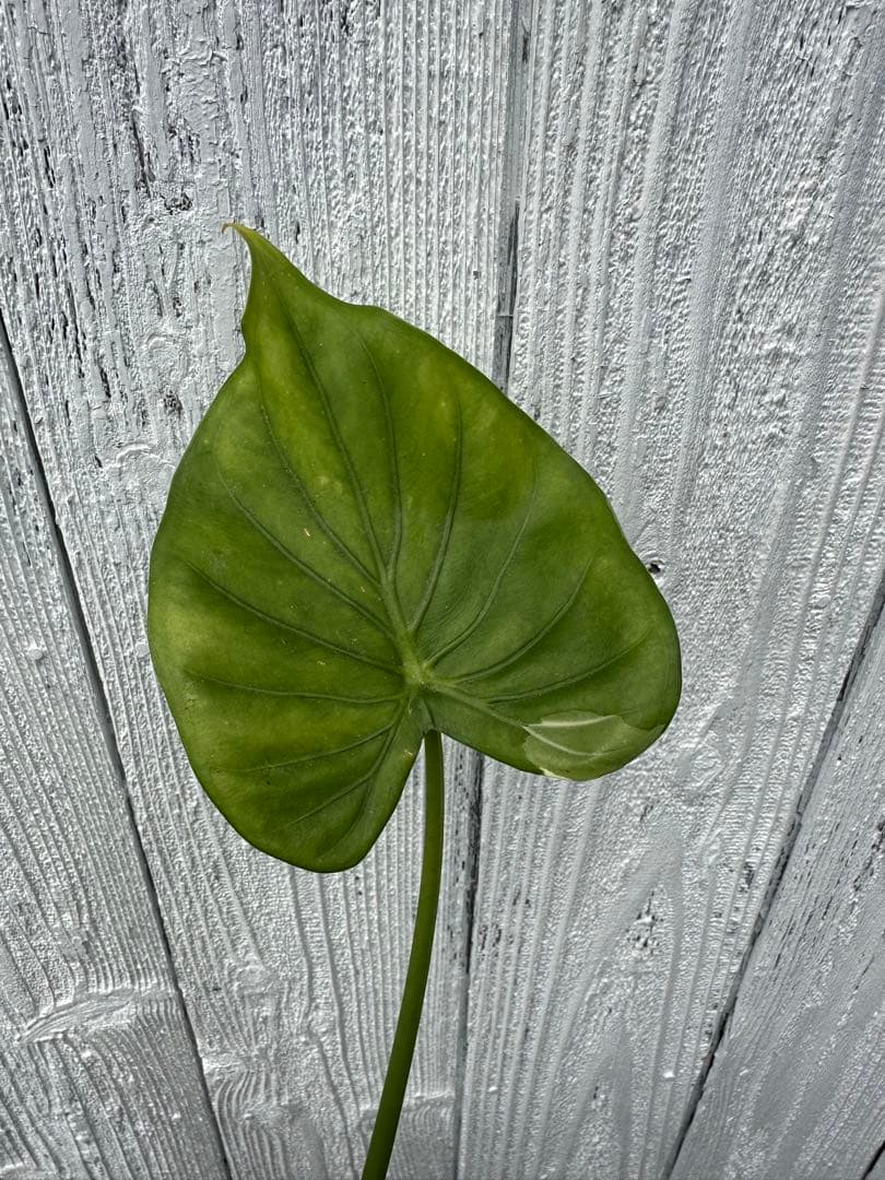 アロカシア ククラータ ホワイト バリエガータ