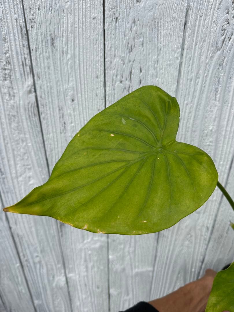 アロカシア ククラータ ホワイト バリエガータ