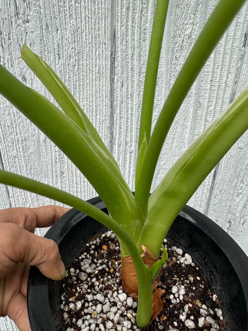 アロカシア ククラータ ホワイト バリエガータ