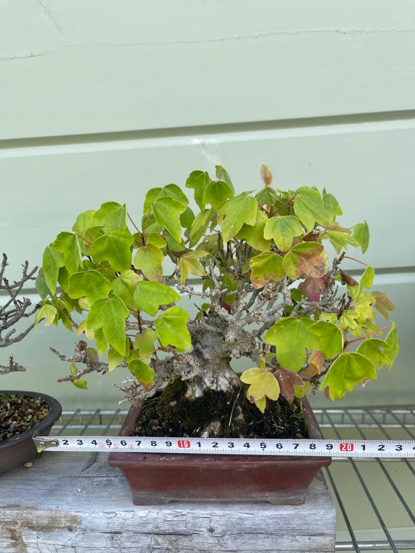 小品 盆栽 楓 カエデ