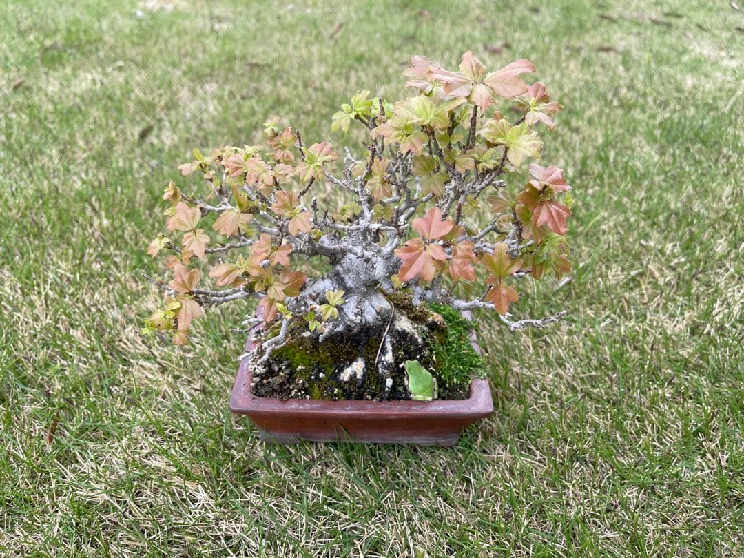 小品 盆栽 楓 カエデ