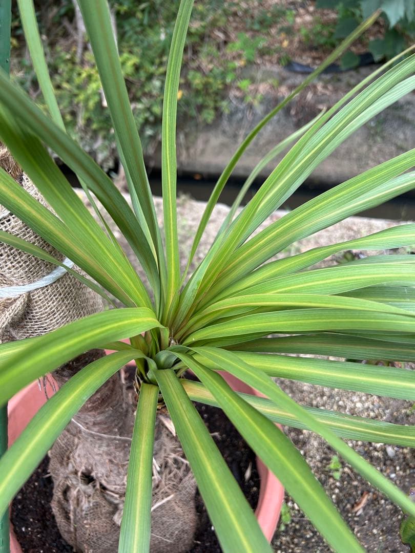 ドラセナニオイシュロラン　希少な株立ち　お値打ち　注意　北海道、離島、沖縄不可