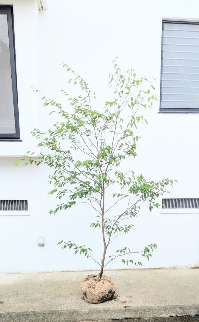 抜群単幹。山採りハイノキ。