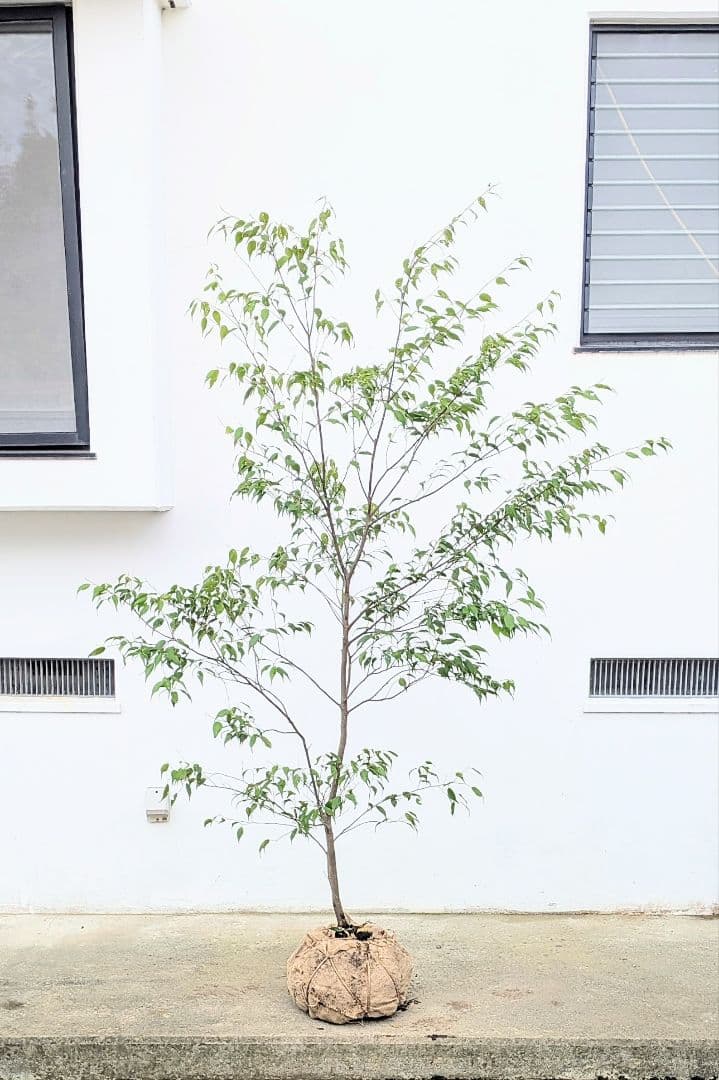 抜群単幹。山採りハイノキ。