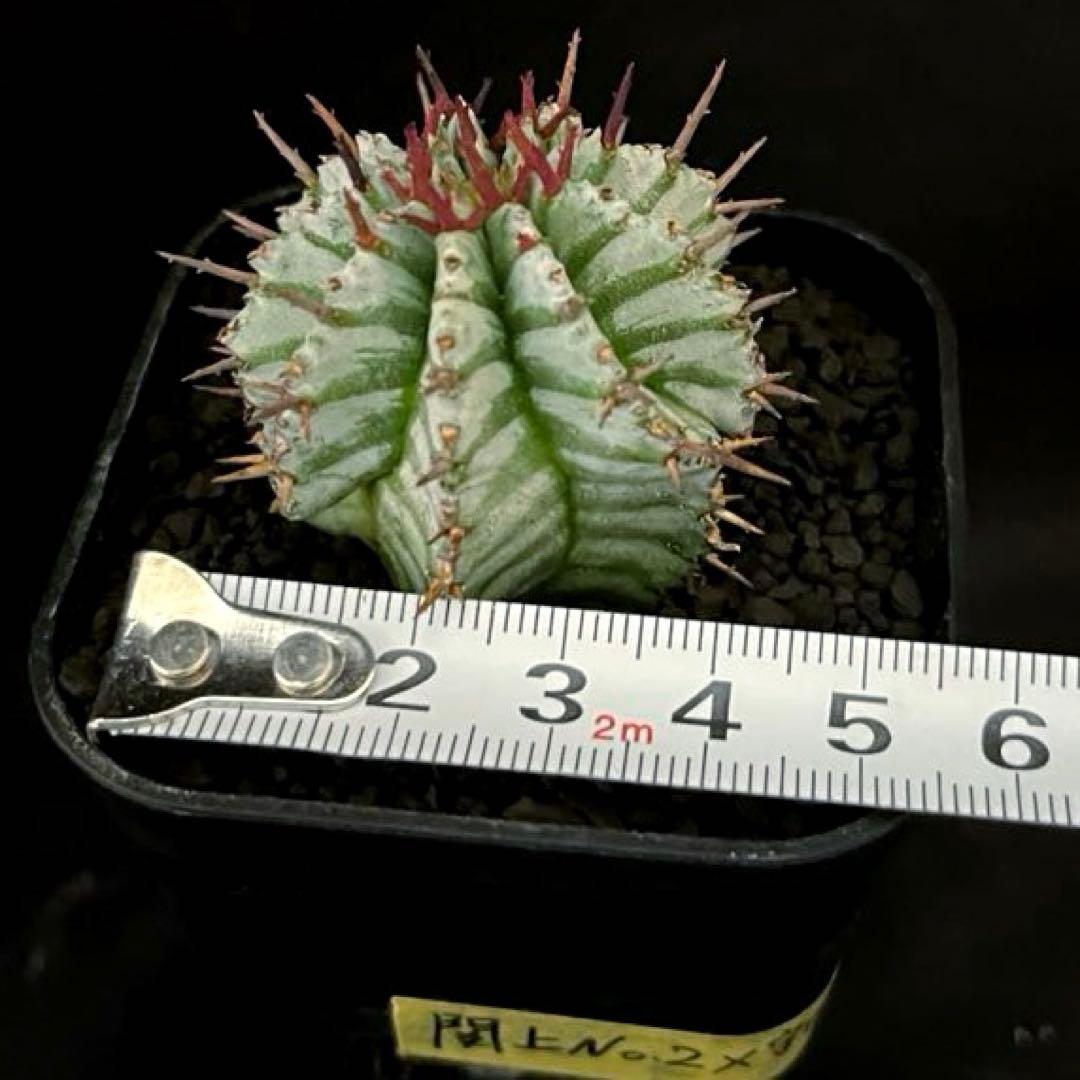 K*u様 ユーフォルビアホリダ 関上No.2ゼブラホリダ×宇田ゼブラホリダ 純血