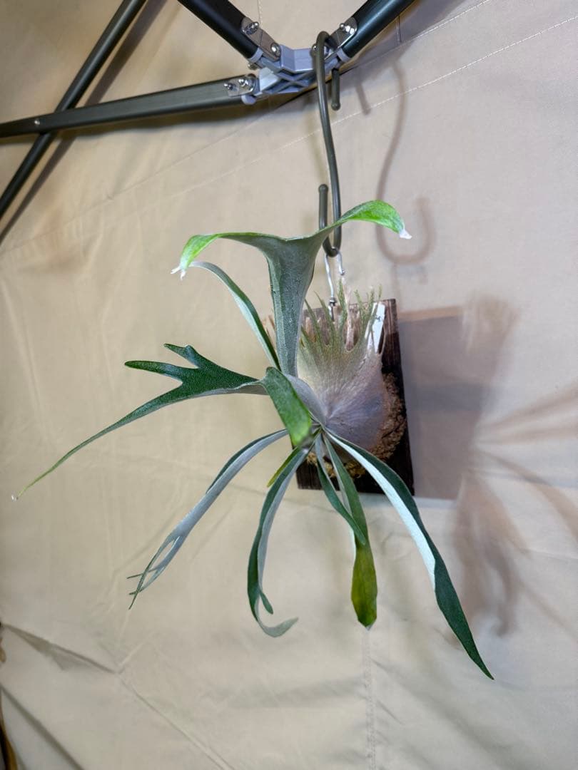 ビカクシダ ベイチー(ビーチー)ワイルドウッドプレート固定