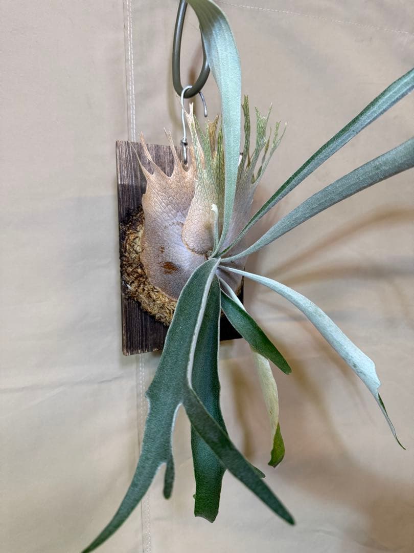 ビカクシダ ベイチー(ビーチー)ワイルドウッドプレート固定