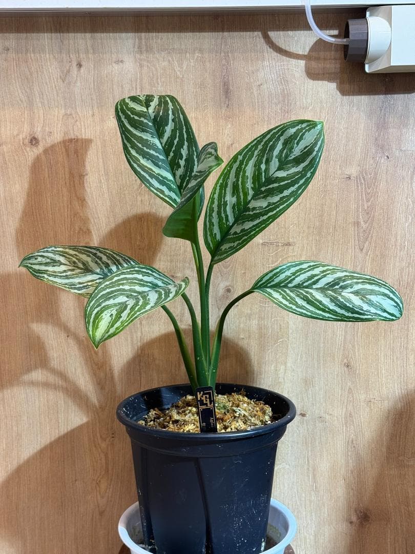 アグラオネマ 二ティドゥーム カーティシー 管理番号0019