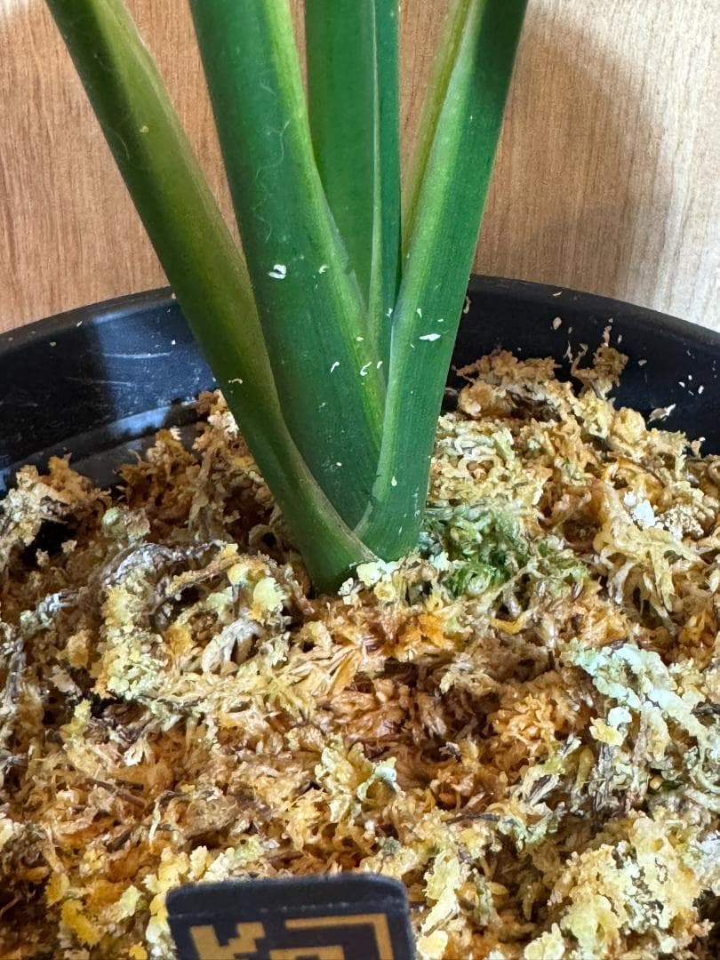 アグラオネマ 二ティドゥーム カーティシー 管理番号0019