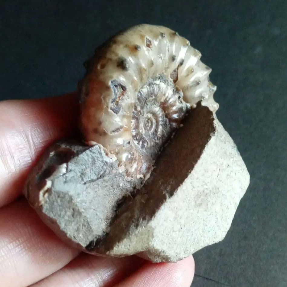 イギリス産　ジュラ紀　アンモナイト　刺々　希少種