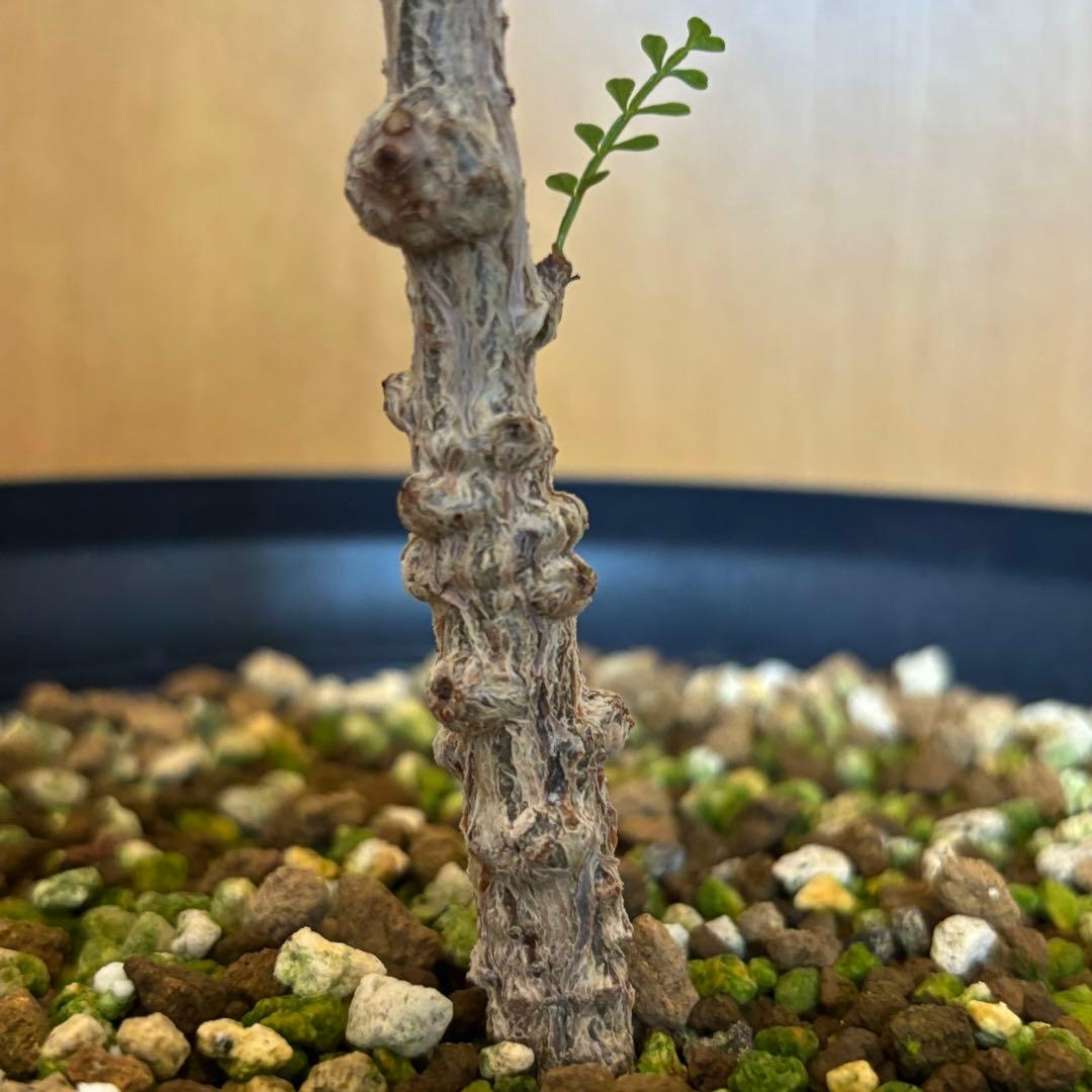 【鉢のまま宅急便発送】パキプス　実生株⑦