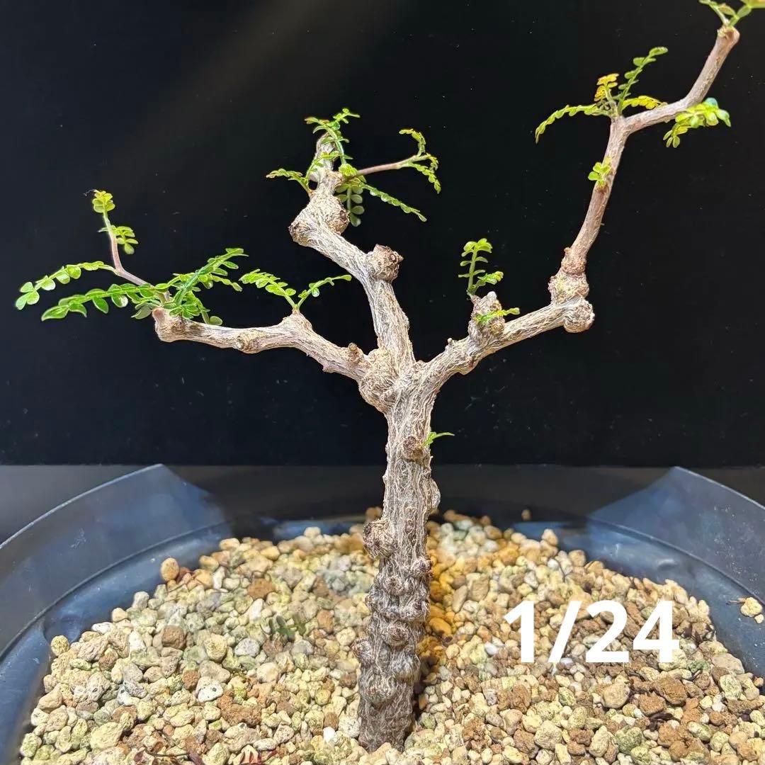 【鉢のまま宅急便発送】パキプス　実生株⑦