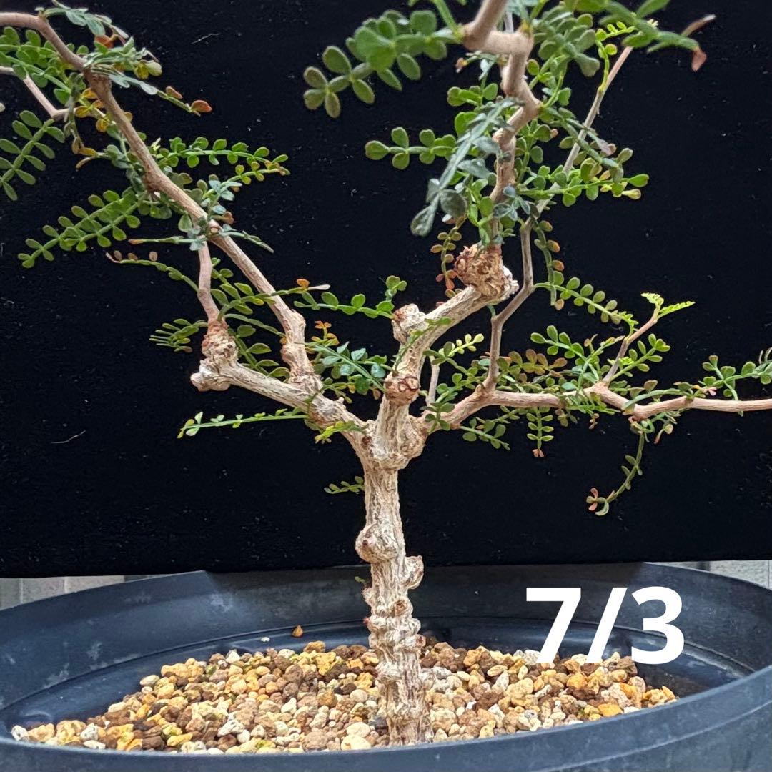 【鉢のまま宅急便発送】パキプス　実生株⑦