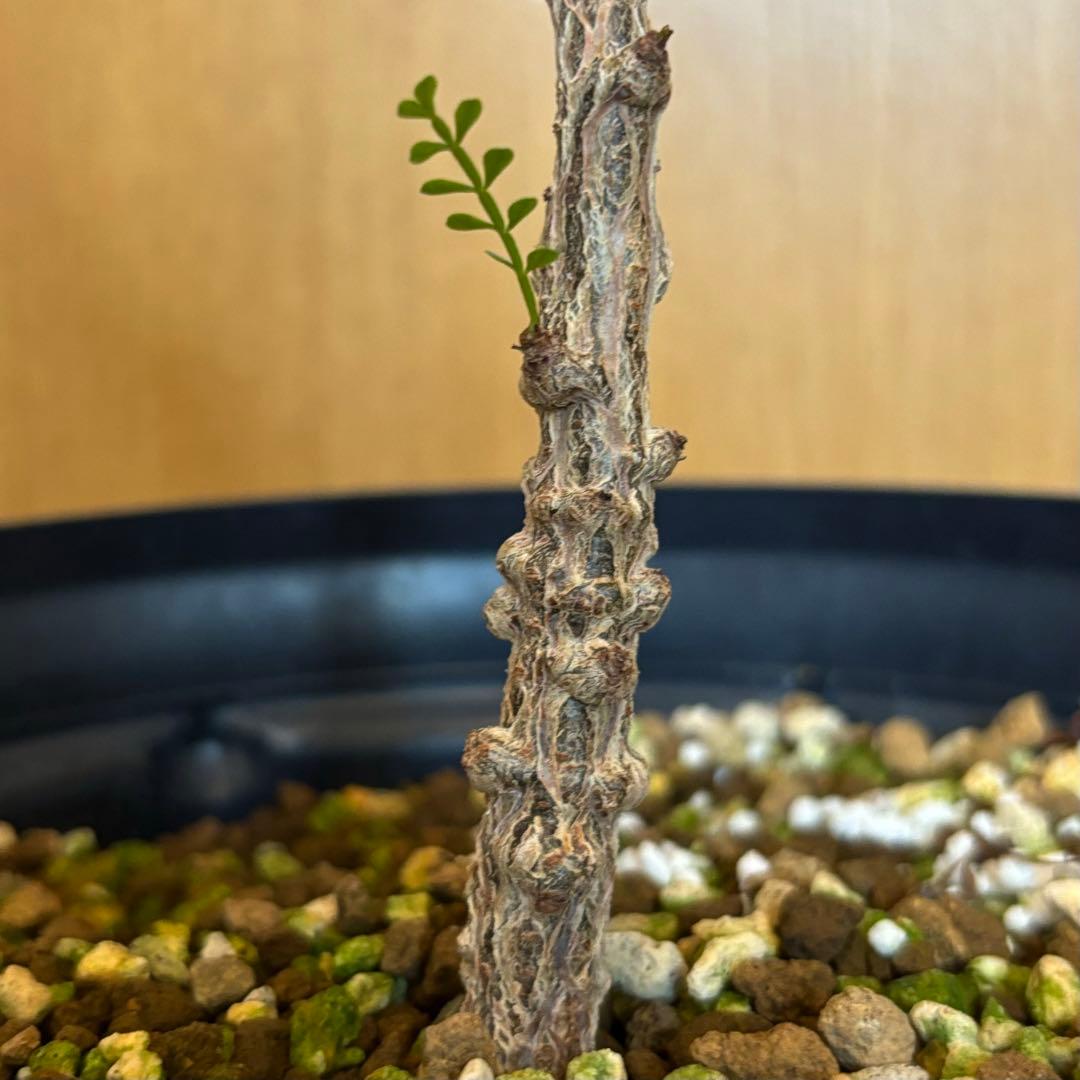 【鉢のまま宅急便発送】パキプス　実生株⑦