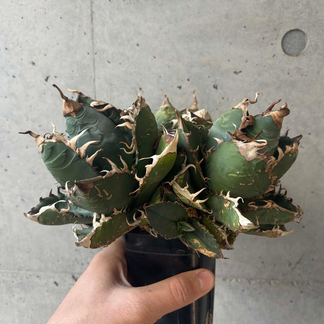 チタノタ　ゴジラ　GODZILLA 3頭群生