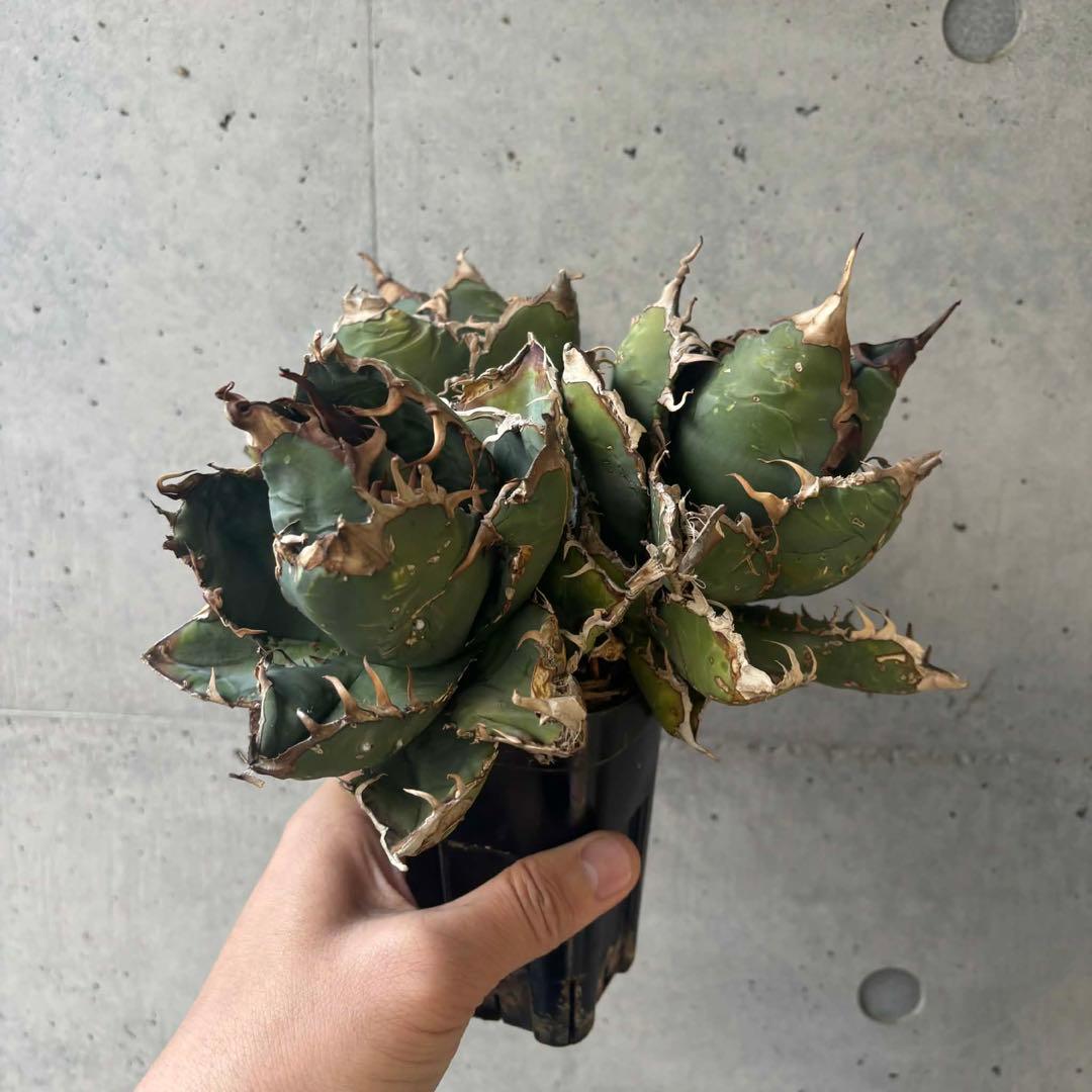 チタノタ　ゴジラ　GODZILLA 3頭群生