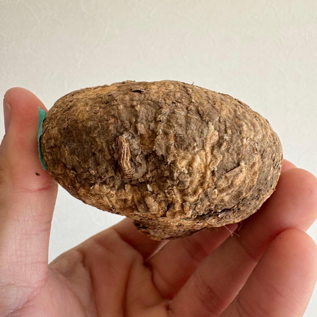 11.アデニア・オバタ 輸入直後ベアルート株　Adenia Ovata