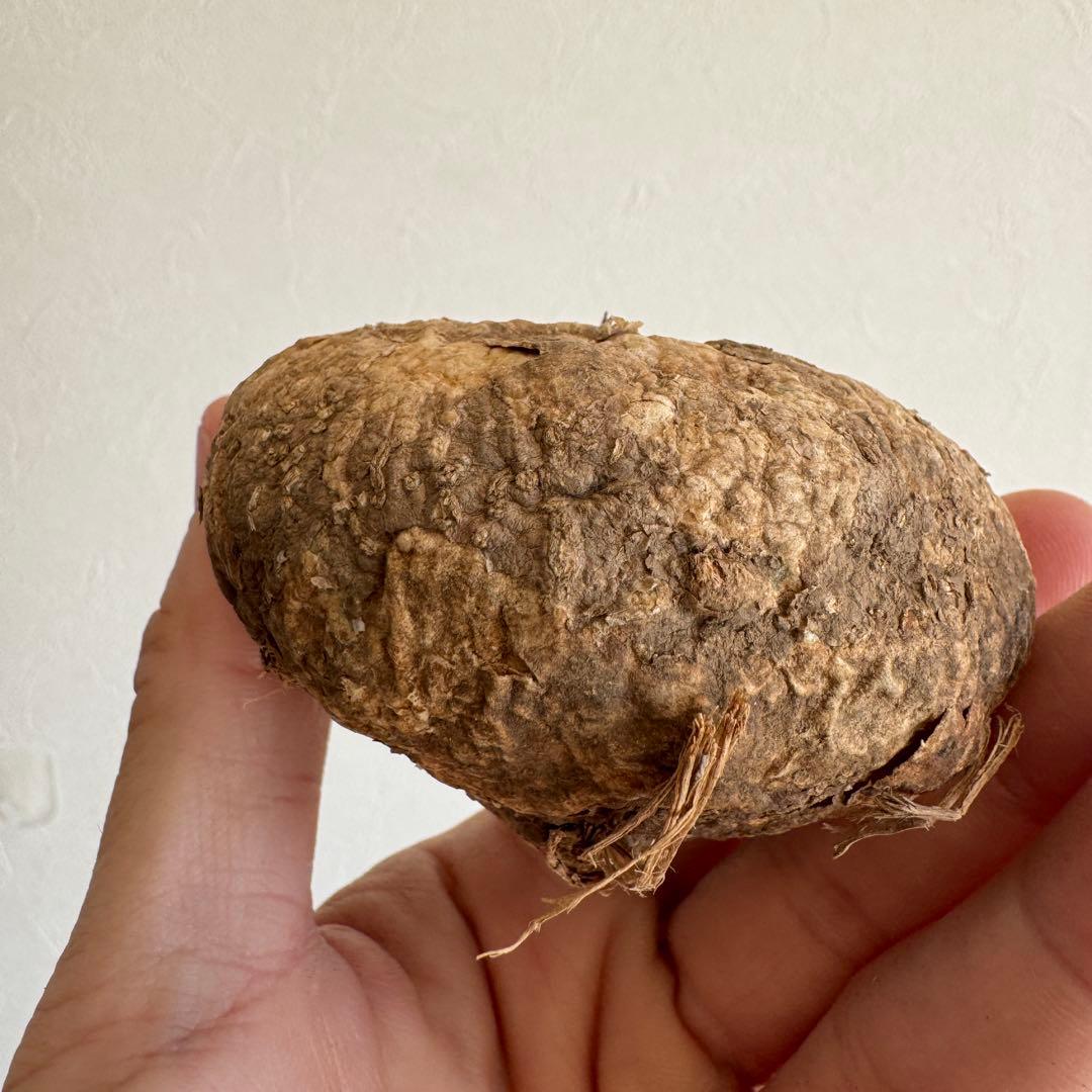 11.アデニア・オバタ 輸入直後ベアルート株　Adenia Ovata