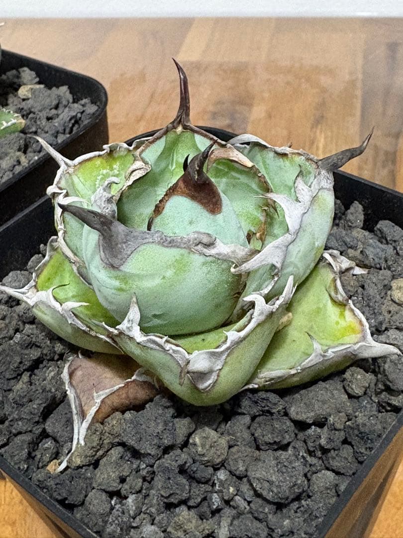 【鉢植え発送可】アガベ 白鯨錦 斑入り ➕　BB セット！極上血統 希少株