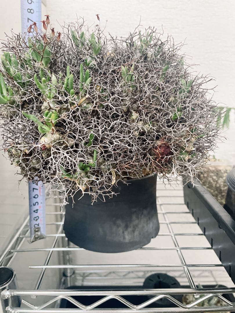 チレコドン　万物想　レティキュラータス　発根済 極美特大株 現地球