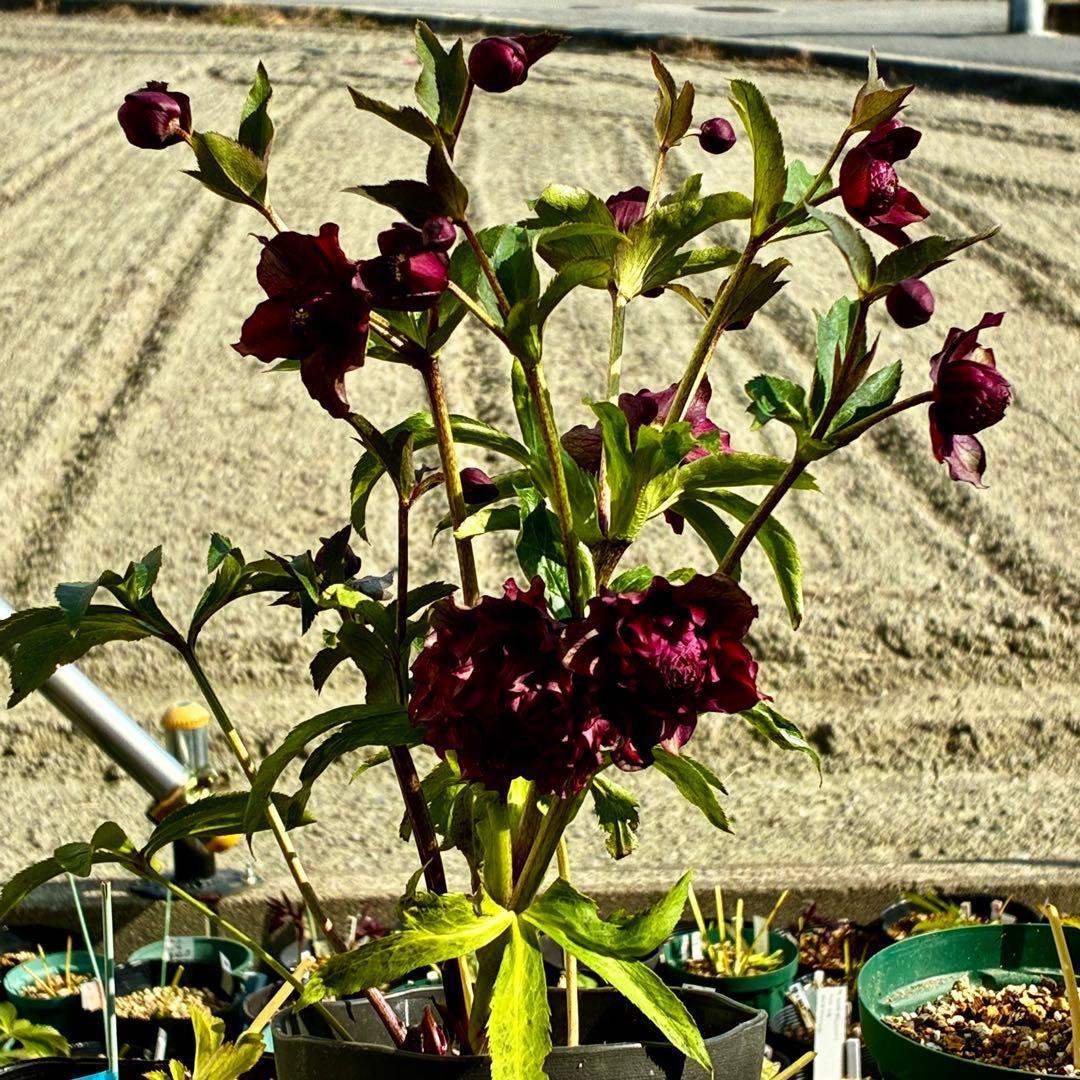 ｍ*a様 585☘️蕾花付☘️トンガリ個性的☘️6号⭐️小中輪⭐️超スーパー多弁