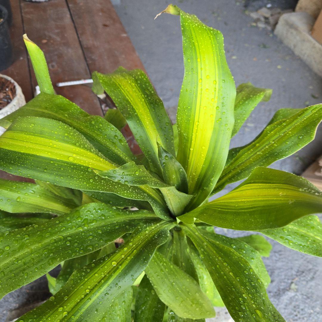 ⑮　ドラセナ　マッサンゲアナ　８号　４株植え　最高等級