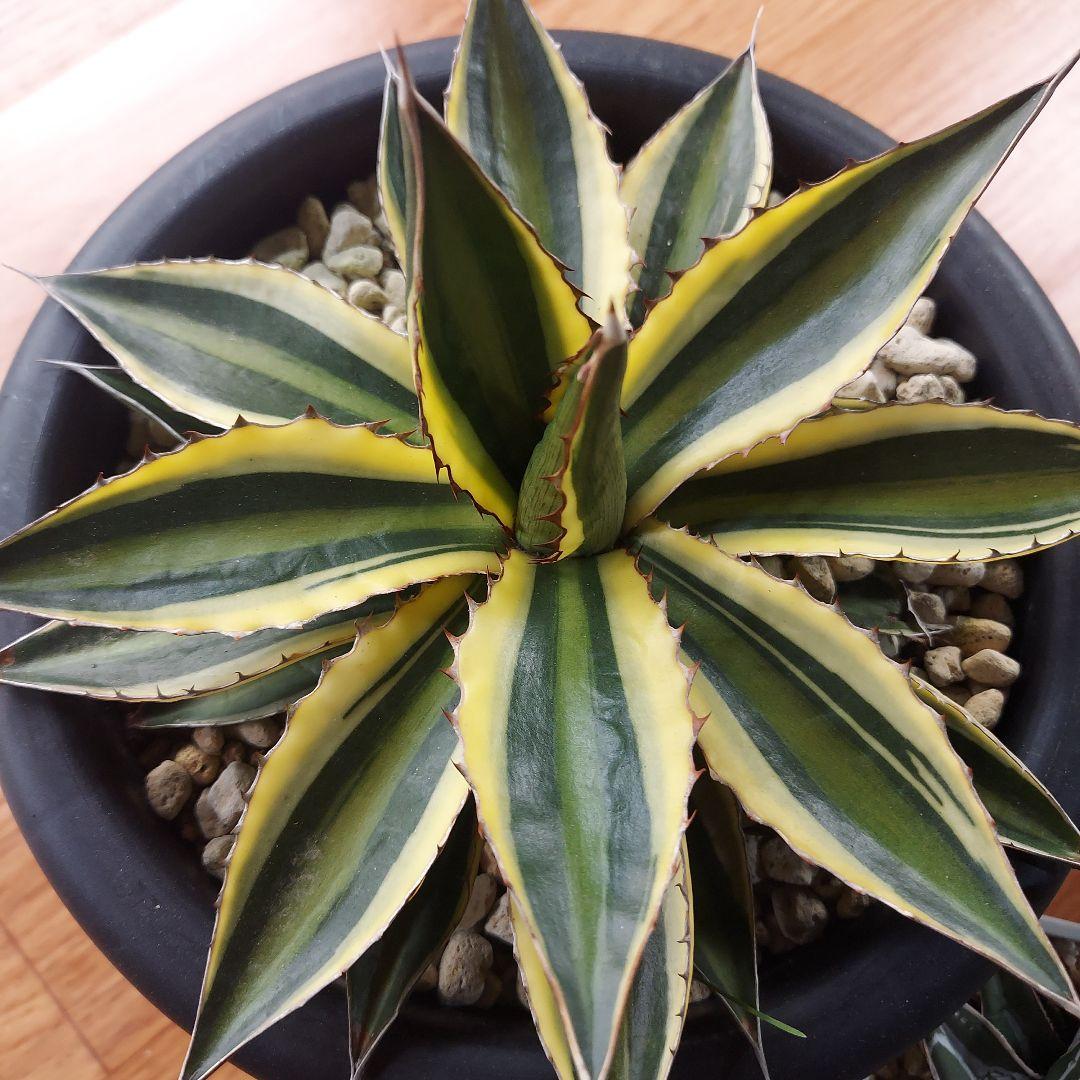 じぇむ様　カスタムオーダー　同梱割引適用済み