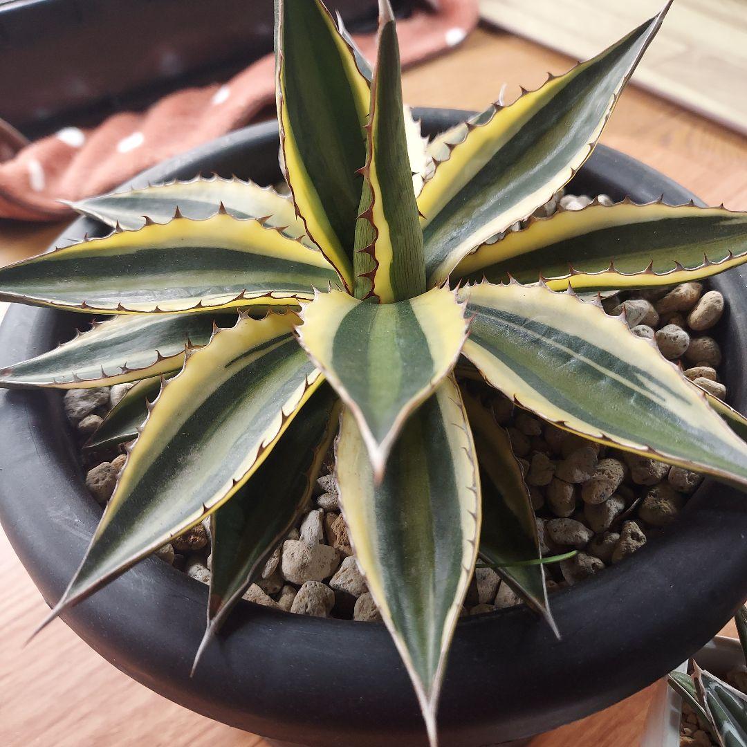 じぇむ様　カスタムオーダー　同梱割引適用済み