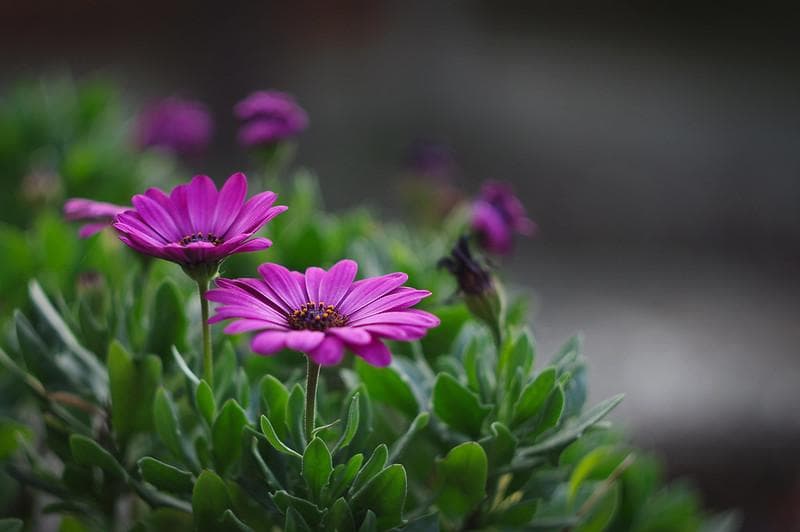 23　新品同様　HELIOSヘリオス　44-2ぐるぐるボケレンズフード付