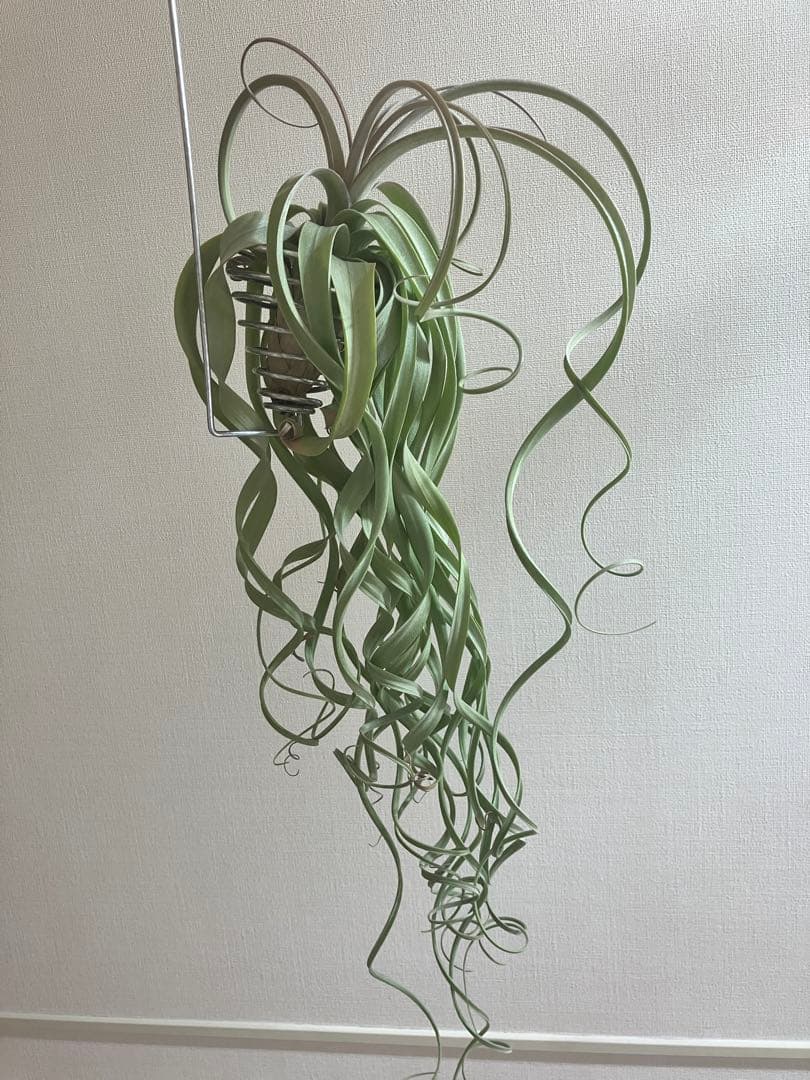 さ*ら様 希少 交配種 大株 フォーグレーターグローリー エアープランツ キセロ