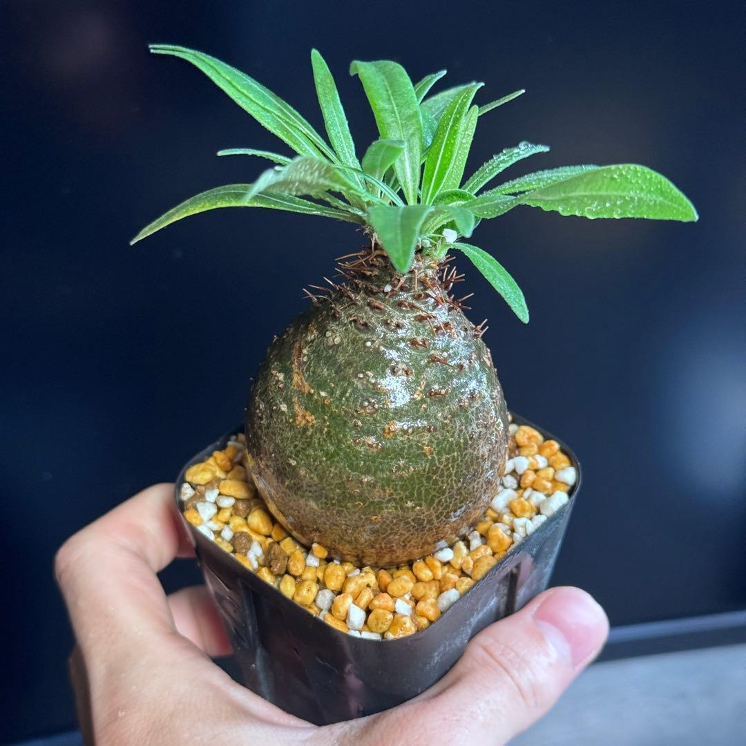 パキポディウム グラキリス　現地球　緑肌　スライム型　良型