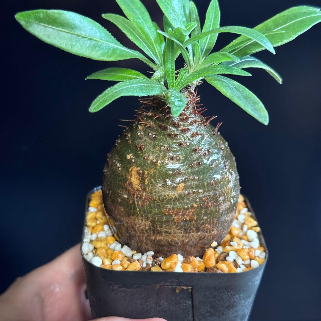 パキポディウム グラキリス　現地球　緑肌　スライム型　良型