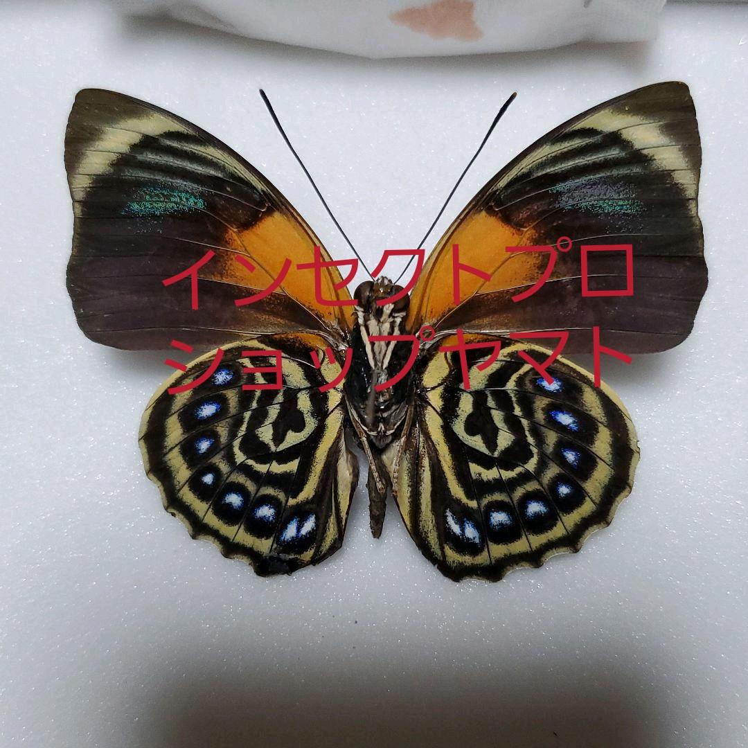 特別価格　コレクションシリーズ-アグリアス-ファルキドン-ルムルティー-01