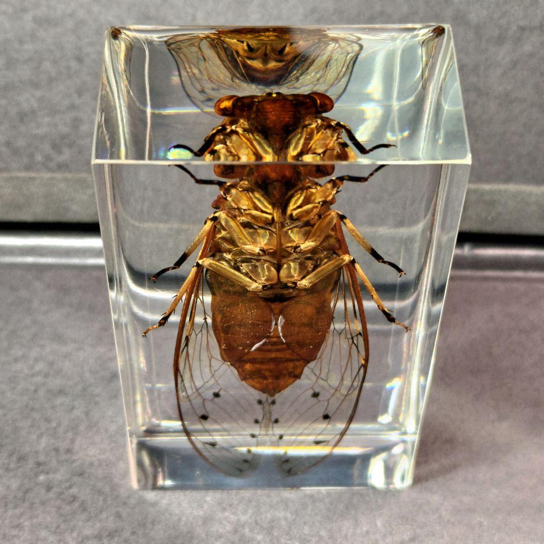 セミ レジン封入標本 テイオウゼミ