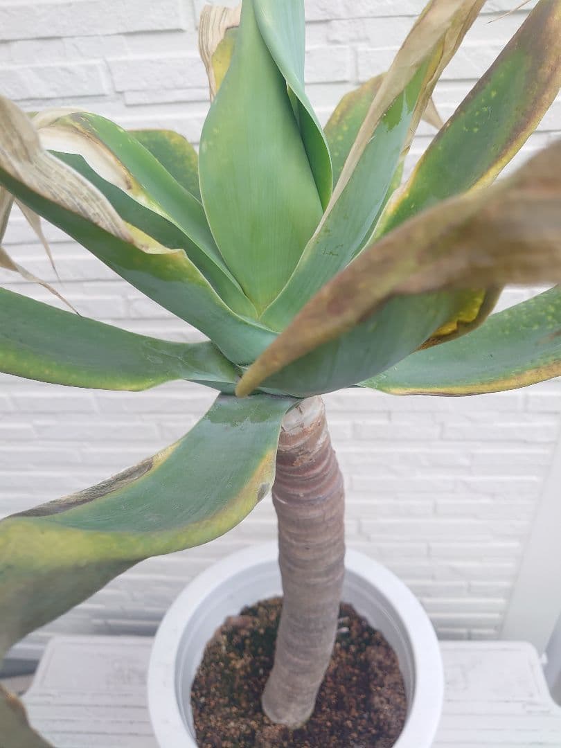 アガベ アテナータ 極太 大株