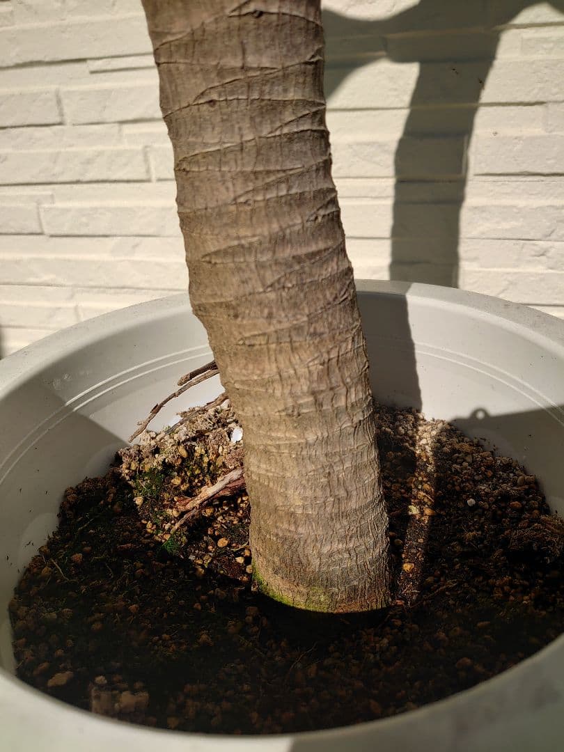 アガベ アテナータ 極太 大株