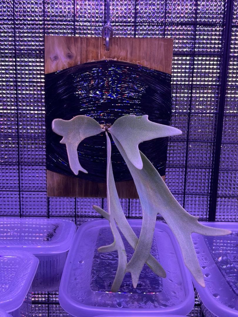 ビカクシダ willinckii yellowmoon×ccs