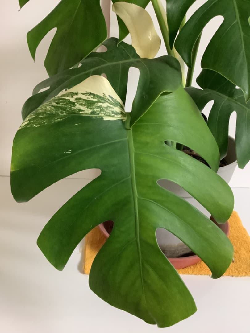 特大斑入りモンステラ（ボルシギアナ種）根上がり株【現品】: プラ鉢のまま発送