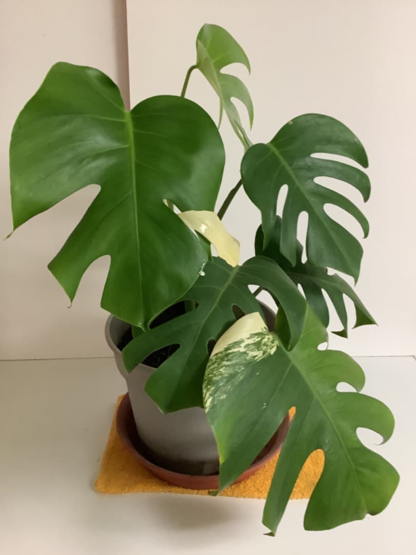 特大斑入りモンステラ（ボルシギアナ種）根上がり株【現品】: プラ鉢のまま発送