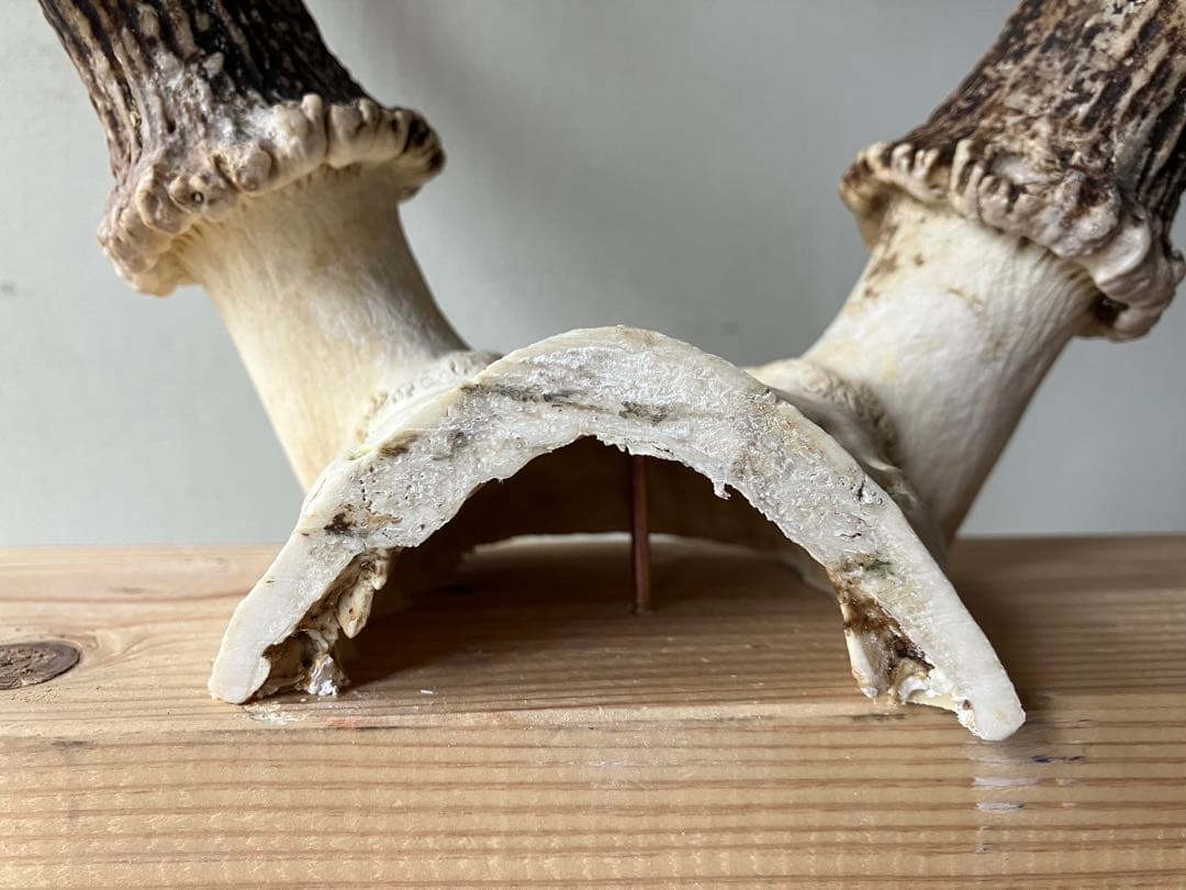鹿の角　大型ペア　 台座付き　自然素材　一点物　信州森の野生鹿