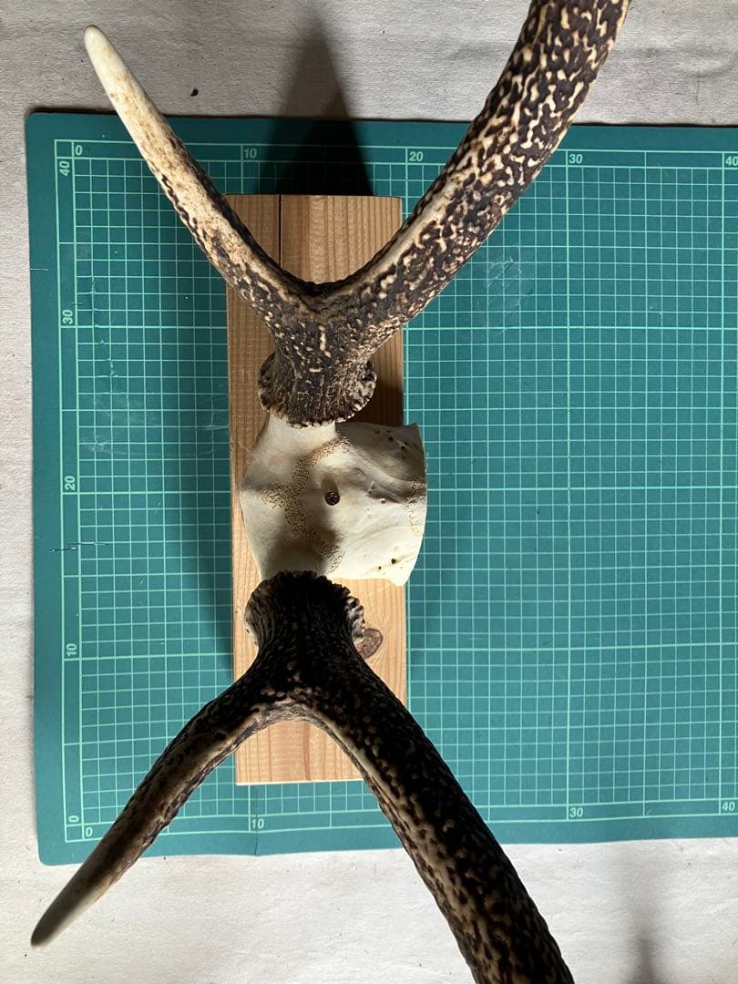 鹿の角　大型ペア　 台座付き　自然素材　一点物　信州森の野生鹿