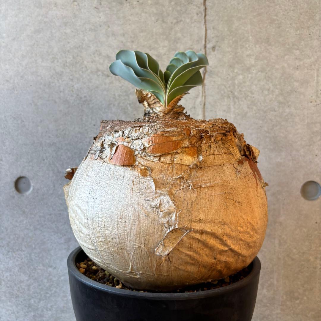 ブーファン ハエマンソイデス 発根済み 限地球