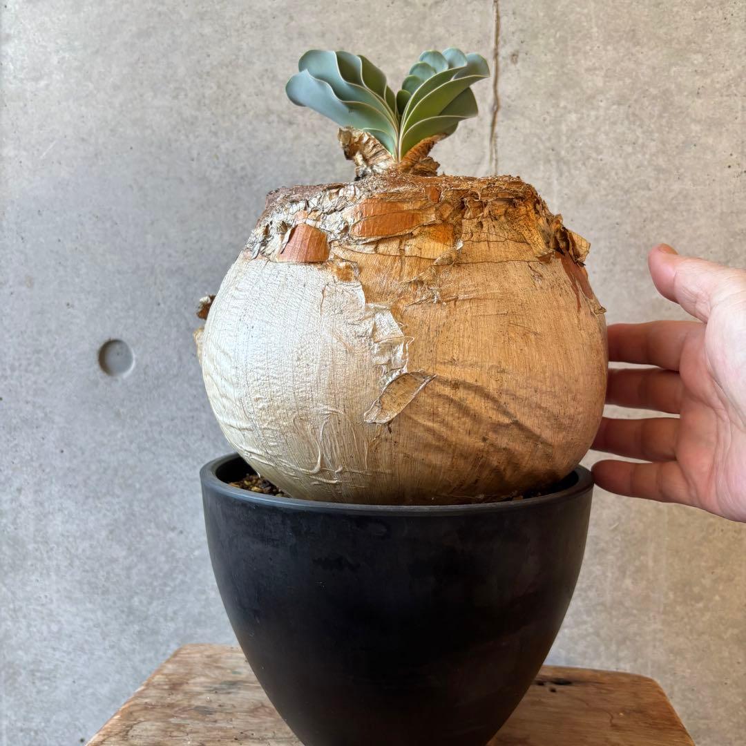 ブーファン ハエマンソイデス 発根済み 限地球