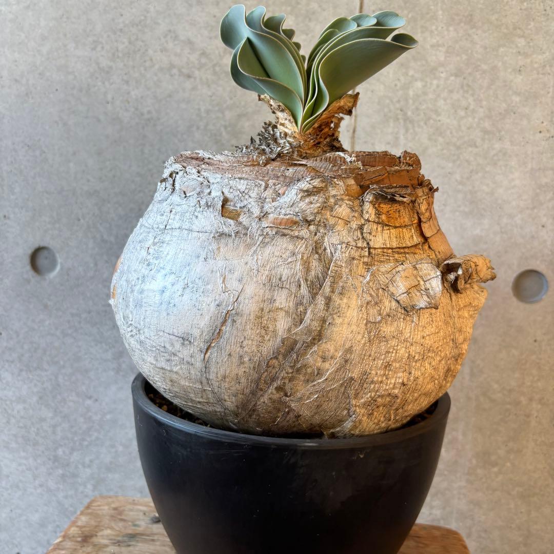 ブーファン ハエマンソイデス 発根済み 限地球