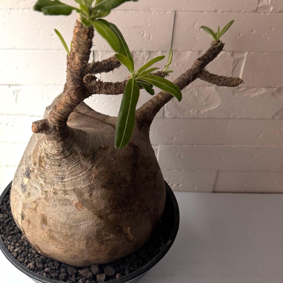 PG37 パキポディウム グラキリス 発根済 現地株