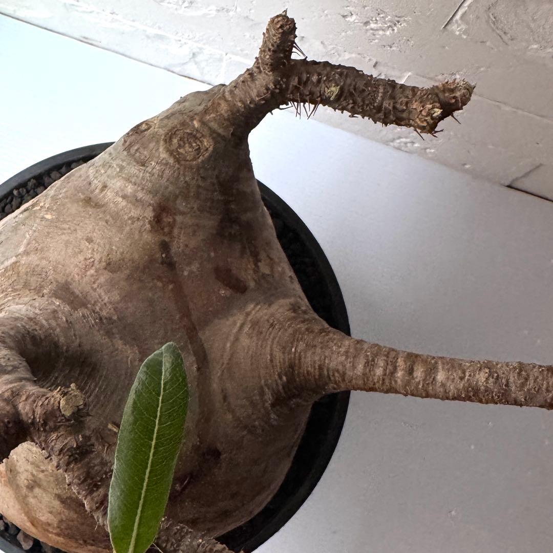 PG37 パキポディウム グラキリス 発根済 現地株