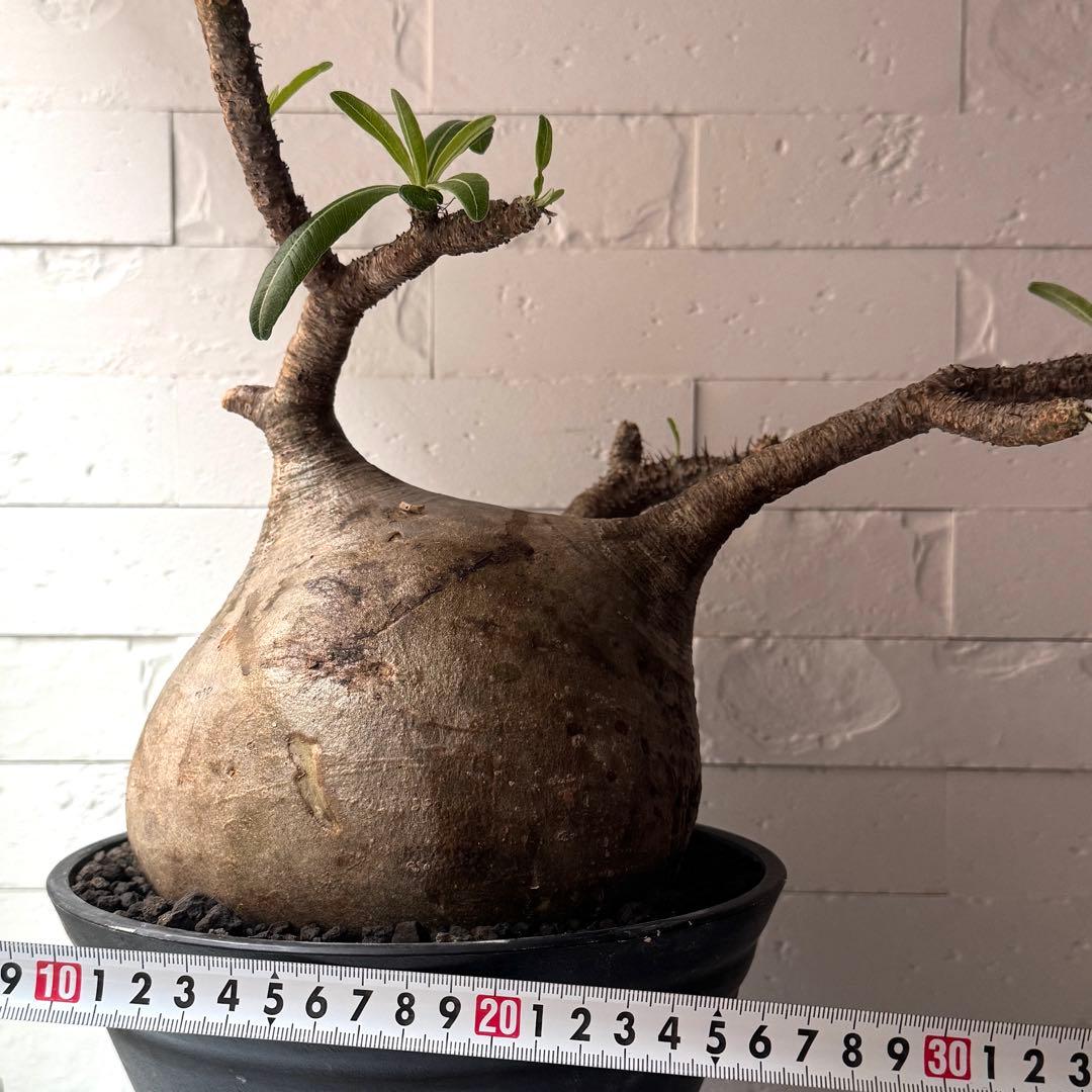 PG37 パキポディウム グラキリス 発根済 現地株