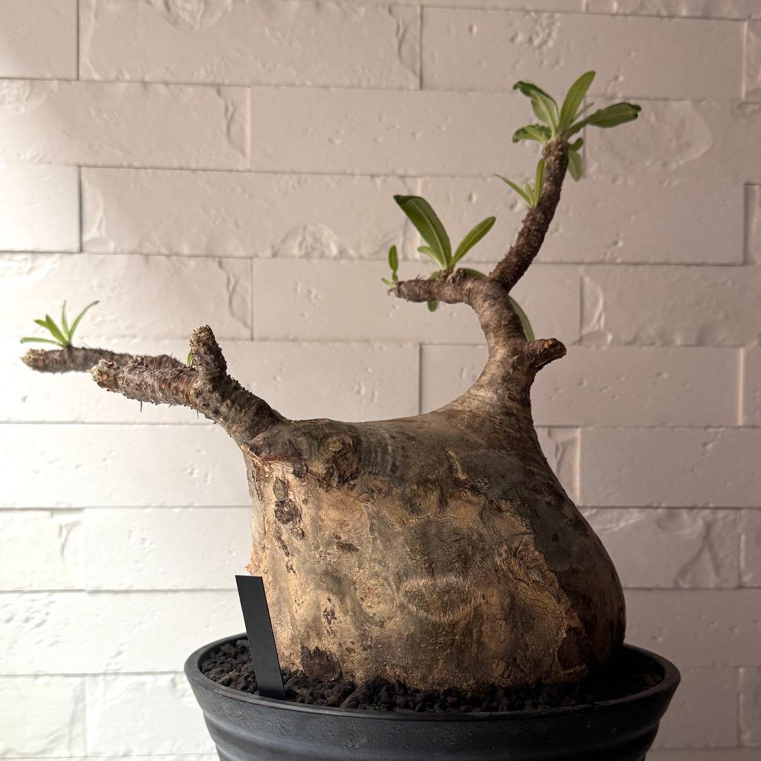 PG37 パキポディウム グラキリス 発根済 現地株