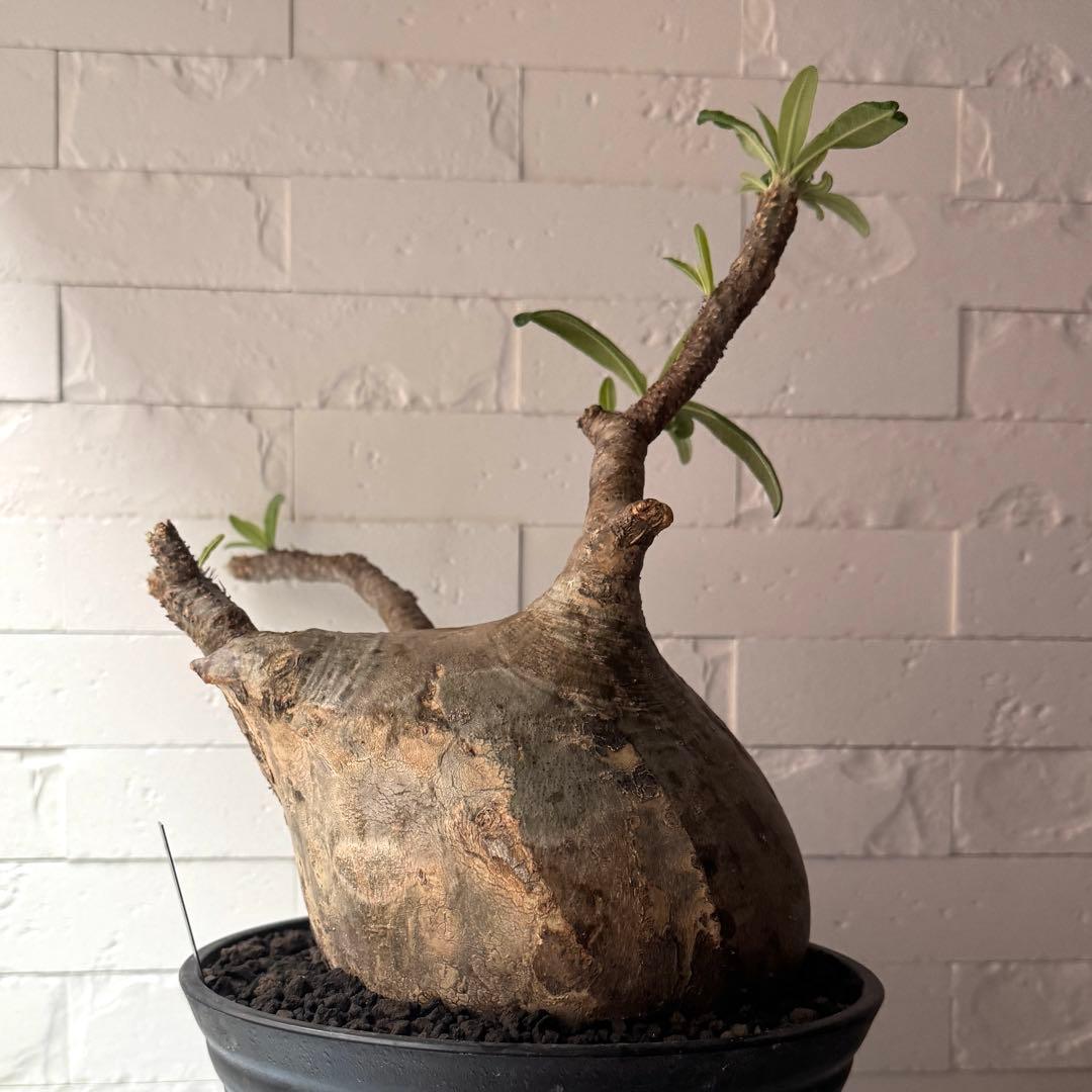 PG37 パキポディウム グラキリス 発根済 現地株