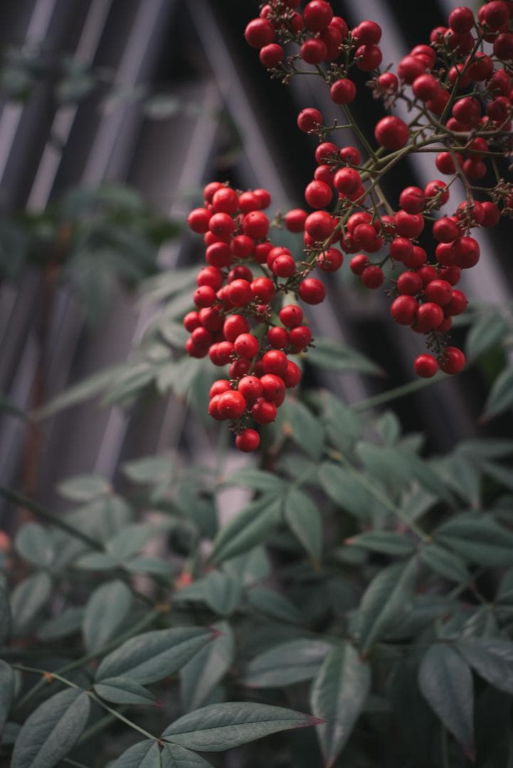 Leica bluecoted Elmar 50mm F3.5 オールドレンズ